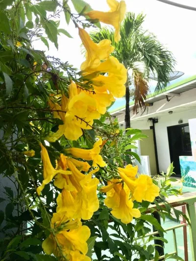 Rawai Whale Resort – 照片 11